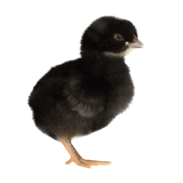 DOC Ayam Kampung Pedaging Komersil (GUNSI 809™)